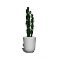 Bonsai Potted Cactus Plant With White Ceramic Pot Indoor Green Decorative Succulent