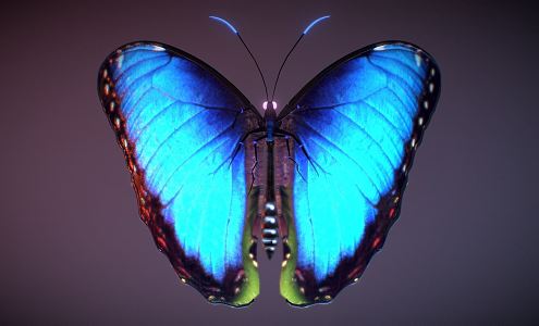 Modern Butterfly 3d model