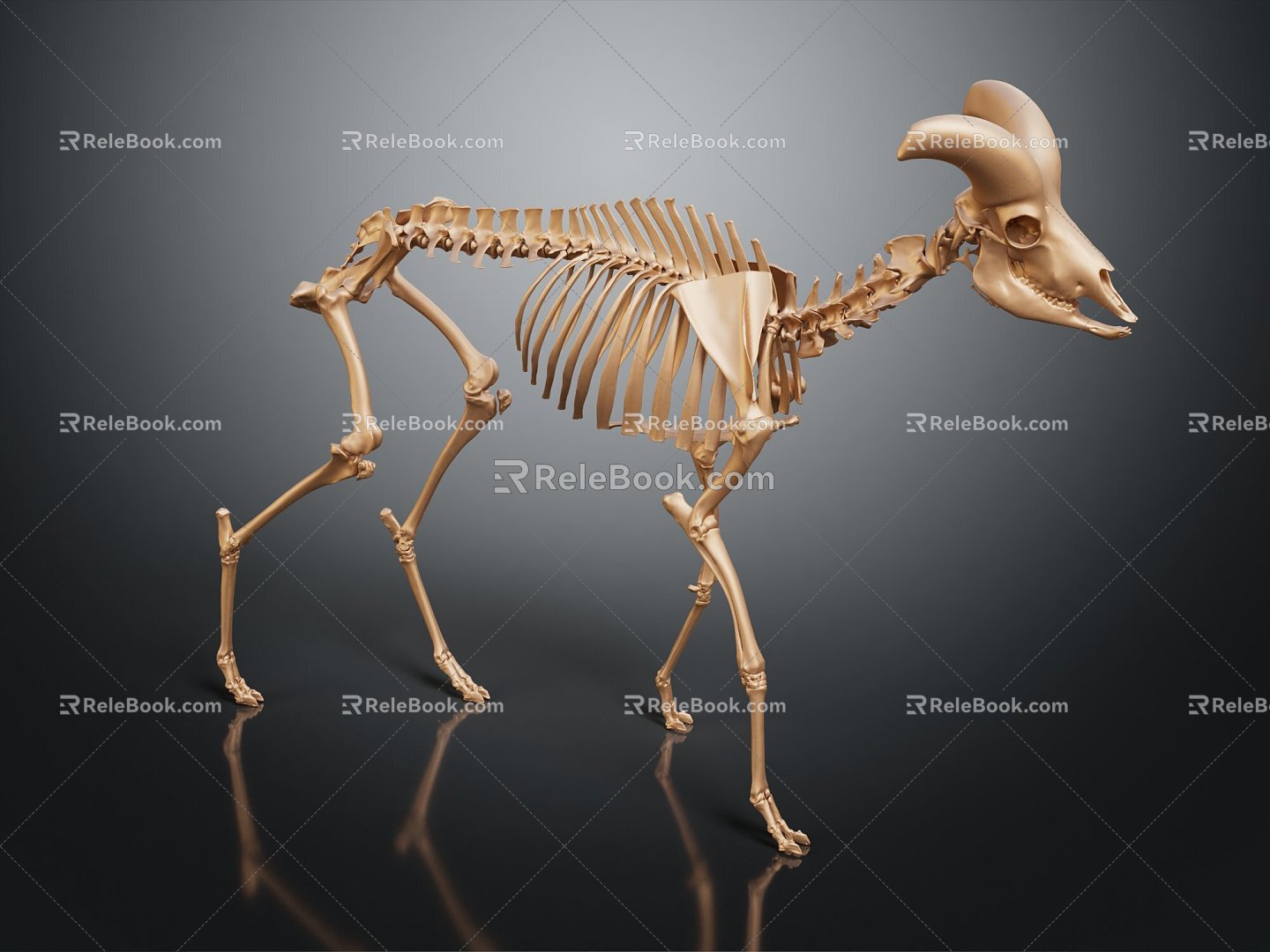 Modern Skeleton Sheep Skeleton Animal Skeleton Skeleton 3d model