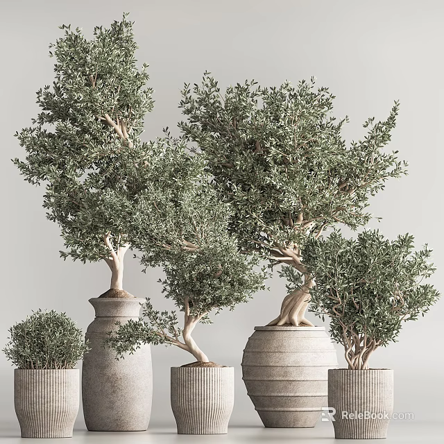 Olive Bonsai Trees In Various Sizes Shapes With Different Styled Terracotta Pots On Light Background 3d model 