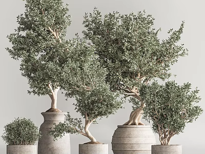 Olive Bonsai Trees In Various Sizes Shapes With Different Styled Terracotta Pots On Light Background 3d model