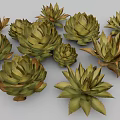 Agave Perennial Evergreen Large Herbaceous Plant With Fleshy Spiky Leaves In Clusters