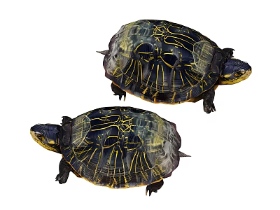 Two Vibrant Reptile Turtles With Black And Yellow Patterned Shells 3d model