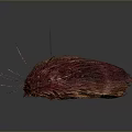 Red Hairy Creature With Long Thin Legs Oval Body And Dark Background