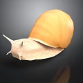 Giant Yellow Snail with White Body and Long Antennae Moving on Dark Shiny Surface