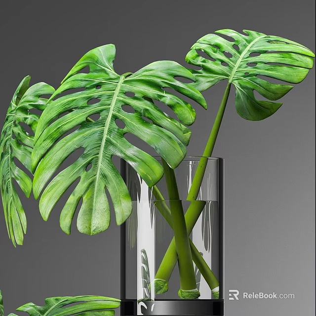 Fresh Green Monstera Leaves Arranged In Clear Glass Vase On Gray Background 3d model 