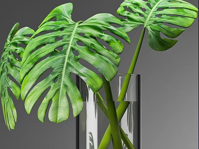 Fresh Green Monstera Leaves Arranged In Clear Glass Vase On Gray Background 3d model