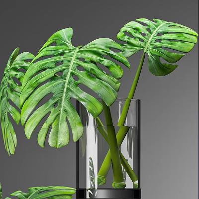Fresh Green Monstera Leaves Arranged In Clear Glass Vase On Gray Background 3d model