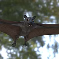 Flying Bat In Natural Forest Environment 3d model