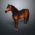 Brown Horse With Black Mane Standing On Gray Background 3D Render