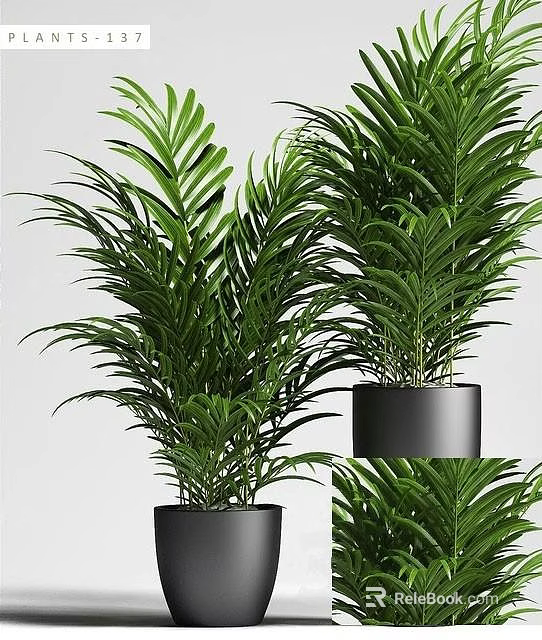 Lush Green Areca Palm Potted Plants With Black Pots And Indoor Decorative Foliage 3d model 