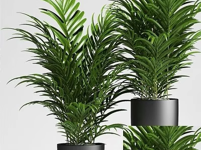 Lush Green Areca Palm Potted Plants With Black Pots And Indoor Decorative Foliage 3d model