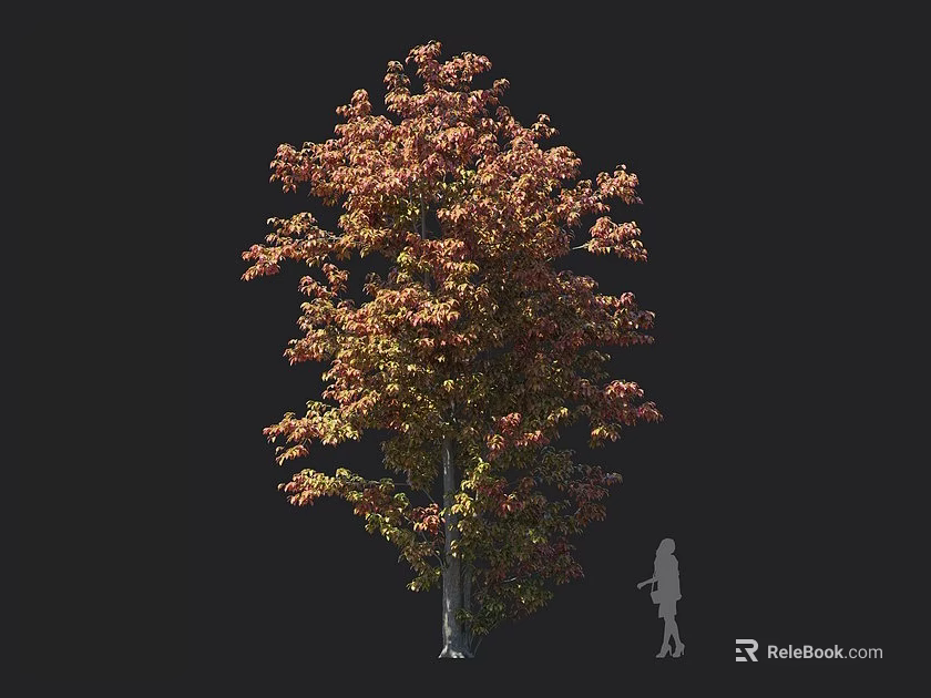 Tall Deciduous Tree With Red And Green Leaves And Human Silhouette For Scale 3d model 