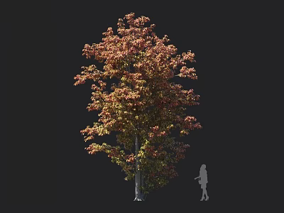Tall Deciduous Tree With Red And Green Leaves And Human Silhouette For Scale 3d model