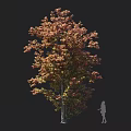 Tall Deciduous Tree With Red And Green Leaves And Human Silhouette For Scale