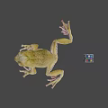Green Frog With Stretched Legs And Colorful Rubik's Cube On Gray Background
