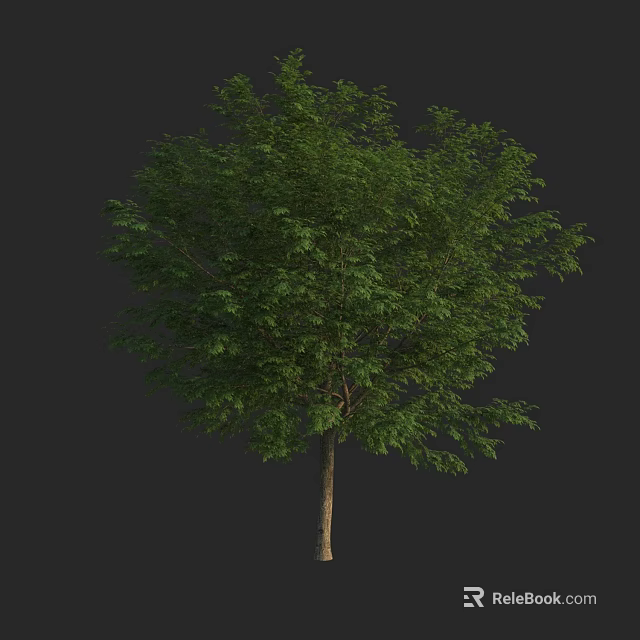 Tall Arbor With Lush Green Foliage And Single Brown Trunk Natural Look 3d model 
