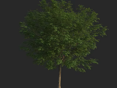 Tall Arbor With Lush Green Foliage And Single Brown Trunk Natural Look 3d model