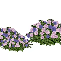 Beautiful Purple And Pink Hydrangea Flowers With Green Leaves In Garden Clusters
