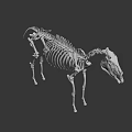 Artistic Animal Skeleton Display With Detailed Structure On Green Geometric Background