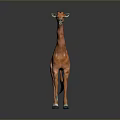 Detailed Orange Giraffe Model Standing On Dark Background With Black Mane 3d model