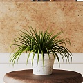 Modern Potted Plant 3d model