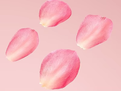 Beautiful Fresh Pink Rose Petals Scattered on Soft Pink Background 3d model