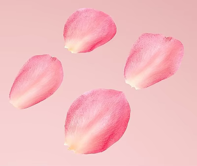Beautiful Fresh Pink Rose Petals Scattered on Soft Pink Background 3d model