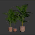 Lush Green Palm Like Plants In Terracotta Pots On Dark Background
