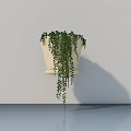 Green Trailing Hanging Potted Plant with Cascading Vines on White Wall and Light Floor Reflection