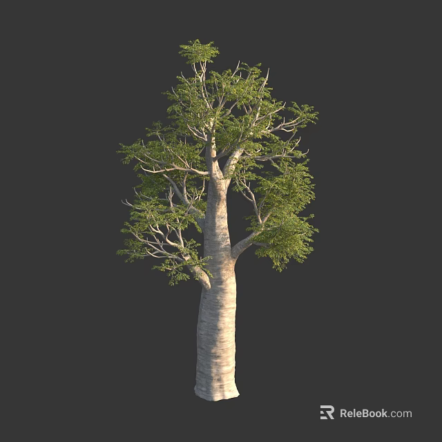 Tall Tree With Thick Trunk And Green Foliage Isolated On Dark Background 3d model