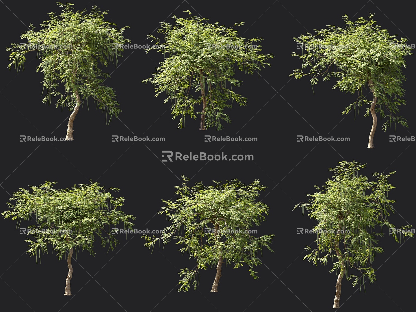 Moringa Tree Garden Landscape Trees Ornamental Trees Park Trees Garden Trees Landscape Trees 3d model