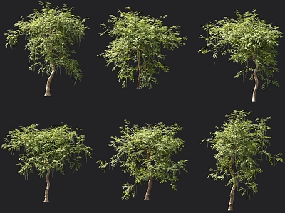 Moringa Tree Garden Landscape Trees Ornamental Trees Park Trees Garden Trees Landscape Trees 3d model