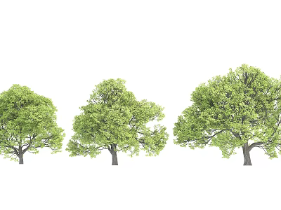 The Modern Tree 3d model