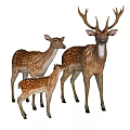 Three Spotted Deer Family Adult Buck Doe And Fawn Standing On Black Background