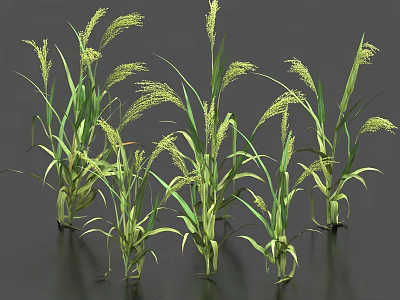 Millet Crop Green Plants With Long Leaves And Mature Grain Ears In Growth 3d model