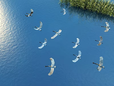 Egret Spoonbill Water Surface Lake Flying Birds 3d model