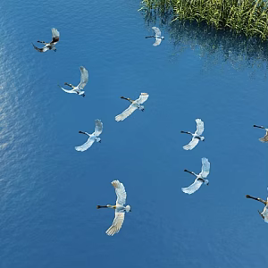 Egret Spoonbill Water Surface Lake Flying Birds 3d model