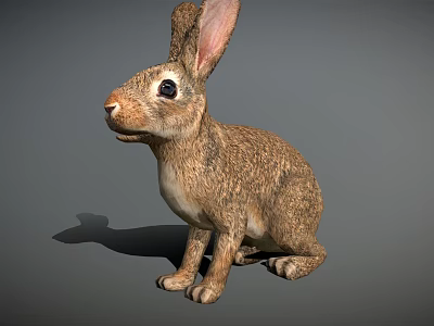 Brown Rabbit With Long Ears Sitting On Gray Background Surface 3d model
