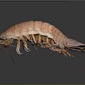 Giant Isopod Marine Animal With Pink Segmented Body Long Antennae And Multiple Legs