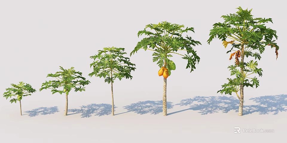 Papaya Trees In Various Growth Stages With Lush Green Leaves And Ripe Fruits 3d model 