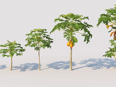 Papaya Trees In Various Growth Stages With Lush Green Leaves And Ripe Fruits 3d model