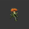 Vibrant Orange Flower in Ceramic Vase with Fresh Green Leaves and Natural Design