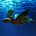 Modern Turtle 3d model