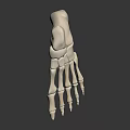 3D Rendered Human Foot Bones Model White Structure On Dark Background With Reflection