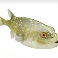 Yellowish White Spotted Pufferfish with Orange Eyes Open Mouth and Fins