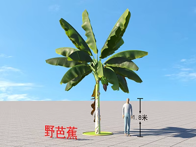 Wild Banana Tree Arbor With 11.8 Meters Height And Person Standing Nearby 3d model