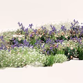 Blooming Lavender Irises and Colorful Daisies in a Beautiful Garden Flower Bed