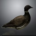 Brown Duck With White Neck Ring Standing On Reflective Surface Against Gray Background 3d model