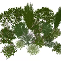 Various Types of Lush Green Shrubs for Garden Landscaping and Natural Design